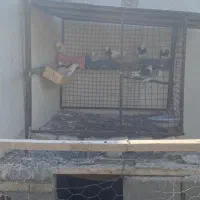 تعداد ۱۴ عدد کفتر