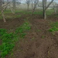 هرس اصولی درختانوشخم درختان توسط دانشجوباغبانی|خدمات باغبانی و درختکاری|مشگین شهر, |دیوار