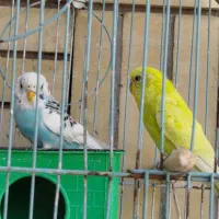 مرغ عشق|پرنده|مشهد, گوهرشاد|دیوار