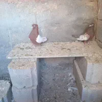 کبوتر قرمز کوینح