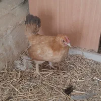 مرغ مینیاتوری ریز جثه ۴عدد|حیوانات مزرعه|ورامین, شهرک مدرس|دیوار