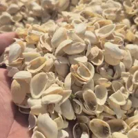 خریدار پوست پسته وگردو