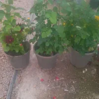 گل رز هلندی|گل و گیاه طبیعی|محلات, |دیوار