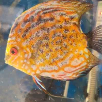 چهار عدد ماهی دیسکس بسیار زیبا و سرحال