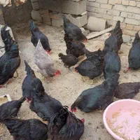 خروس سیاه مرغ قربونی رفع بلا چشمونظرارسال ذبح رایگ|حیوانات مزرعه|قم, نیروگاه|دیوار