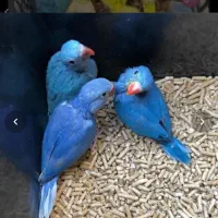 جوجه راهب سرلاکی تا دون خور رام وسخنگو
