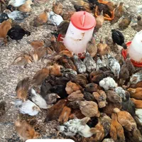 جوجه ۴۰ روزه گلپایگانی درجه یک اصلاح شده. عالی|حیوانات مزرعه|رشت, لاکان|دیوار
