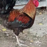 یک عددخورس زیبا یک ساله
