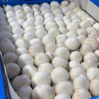 پرورش قارچ خوراکی/آموزش کامل/سالن و تجهیزات