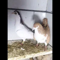 کبوتر|حیوانات|مشهد, بلال|دیوار