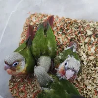 جوجه گرینچیک