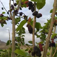 فروش باغ  ۲۰۰ و ۳۰۰ متری در شهرک خور هشتگرد|فروش زمین و ملک کلنگی|هشتگرد, خور|دیوار