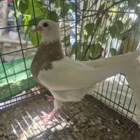 کبوتر طوقی سبز وسرخ خال سیاه