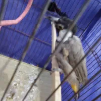 پرنده|پرنده|شادگان, |دیوار