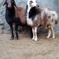 بره نر چاق پرگوشت پرواری درجه یک|حیوانات مزرعه|ملایر, |دیوار