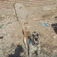 سگ سرابی نگهبان|سگ|اردبیل, |دیوار