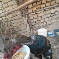 خروس لاری|حیوانات مزرعه|مزرعه کتول, |دیوار