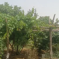 باغچه-فروش-ویا-تهاتر-پیشوا