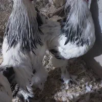 برهما|حیوانات مزرعه|سیستان, |دیوار