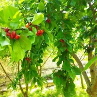 زمینی ویلایی فخراباد تقاب