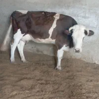 گاو سمینتال قرمز خالص ۵ماه ابستنی با برگه دکتر