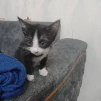 واگذاری سرپرستی گربه|گربه|قم, باجک یک|دیوار