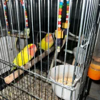 یه جفت طوطی برزیلی با تمام وسایل