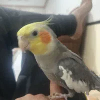 عروس هلندی|پرنده|رضویه, |دیوار