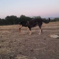 واگزاری ماده عراقی