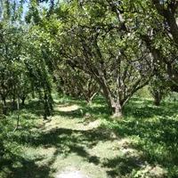 باغ 2000 متری برای ویلا سازی