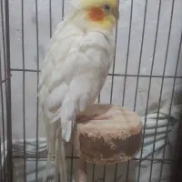 عروس هلندی|پرنده|چاف و چمخاله, |دیوار