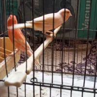 قناری ر فاکتور