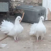 کبوتر چتری سینه لرزون پاک