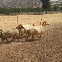 گوسفند|حیوانات مزرعه|دورود, |دیوار
