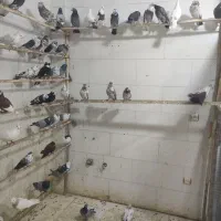 سلام خدمت دوستان ۸۰ عدد کفتر کاشونی رنگی پلاکی