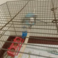 مرغ عشق|پرنده|تهران, امام حسین|دیوار