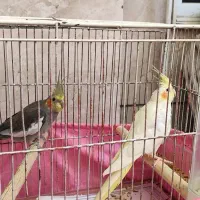 طوطی عروس