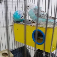 سه عدد مرغ عشق زیبا