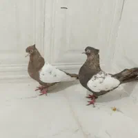 رنگی|پرنده|اهواز, کوی نیرو|دیوار