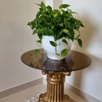 گل اپارتمانی