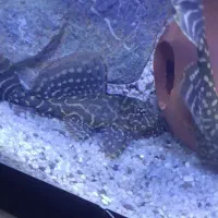 لجن خوار اسپورت|ماهی|کرمان, |دیوار