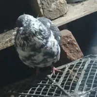 کفتر گمشده|پرنده|فیروزه, |دیوار