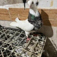 طوقی هفترنگ ماده