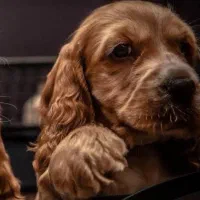 کوکراسپانیول ،گلدن