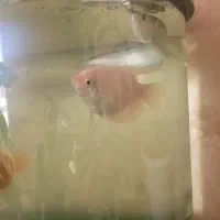 ماهی اسفرانوس