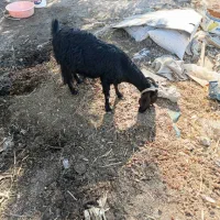 بز ماده|حیوانات مزرعه|خرمشهر, |دیوار