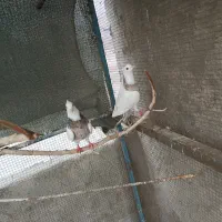 طوقی جفت  نر ماده