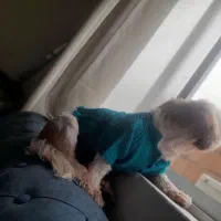 سگ شیتزو تریر