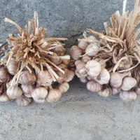 فروش سیر شیرین ییلاق
