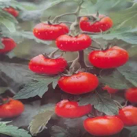 کیسه سبزی|سفره، حوله، دستمال آشپزخانه|یزد, |دیوار